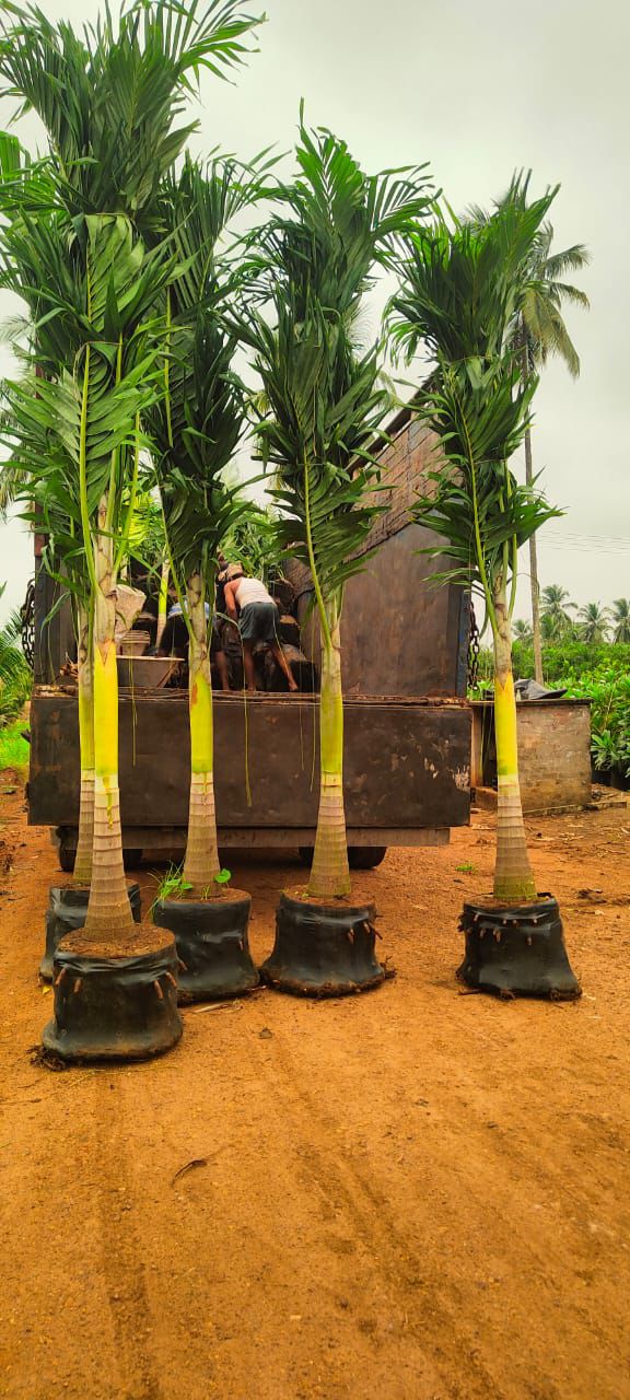 Tall Ornamental Palms