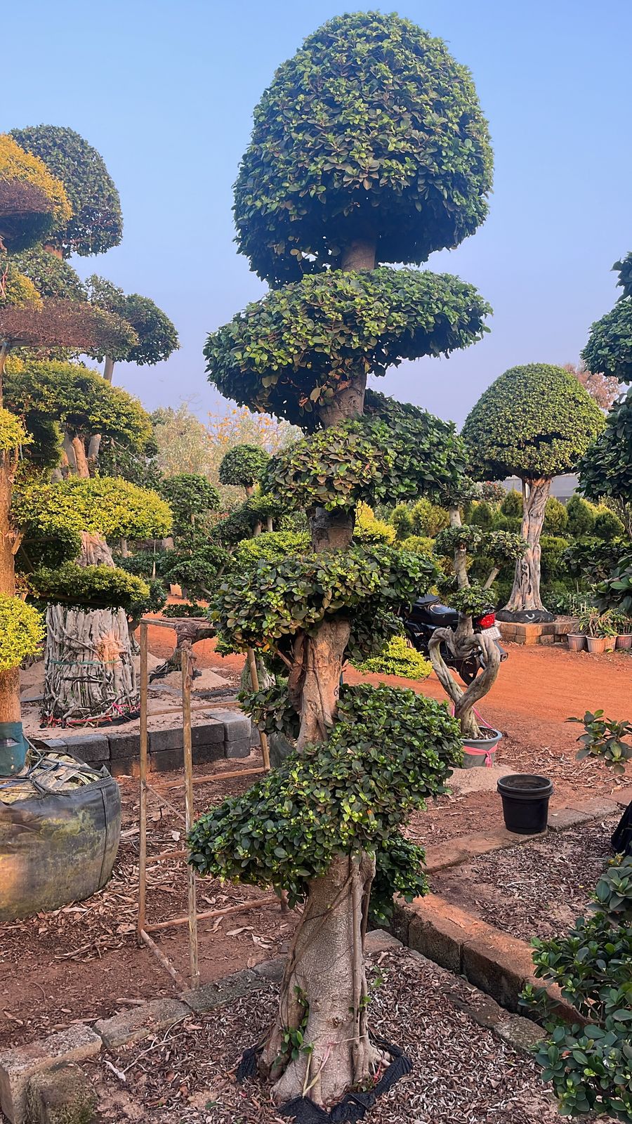 Ficus Topiary